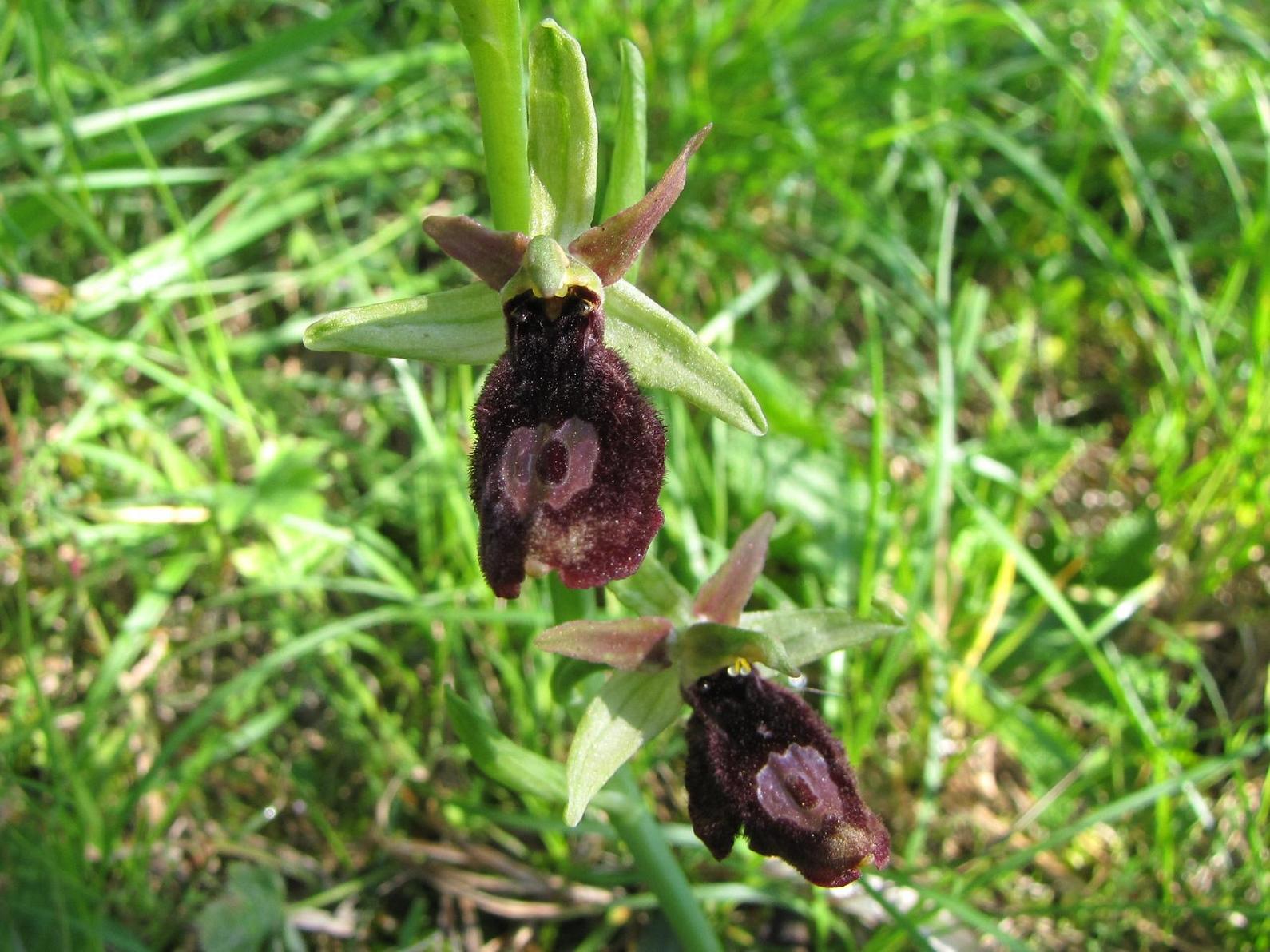 Ophrys x  ( benacensis x sphegodes )